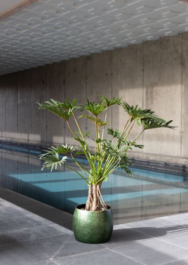 Monstera