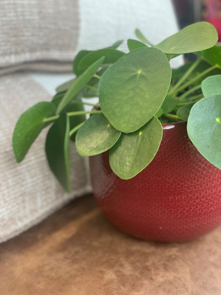 Conseils pour planter un pilea