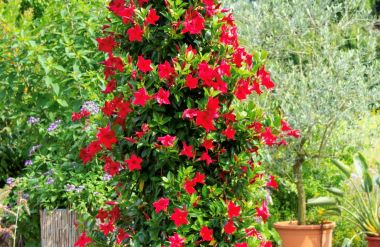 Le mandevilla, une plante grimpante synonyme de soleil !