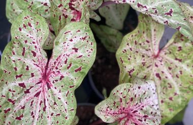 Cultiver un caladium : nos secrets pour l’aider à grandir