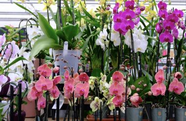 Comment prendre soin d’une orchidée d’intérieur ?