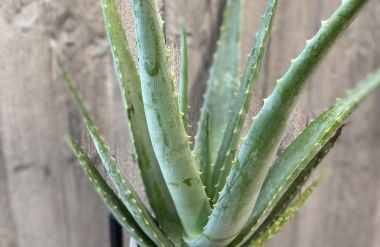 Aloe Vera en pot