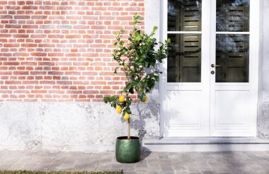 Plantes d'orangerie