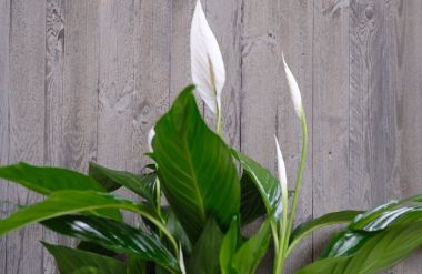 5 choses que vous ne saviez pas sur le spathiphyllum