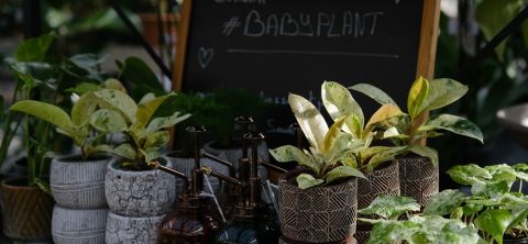 Un large choix de plantes intérieur